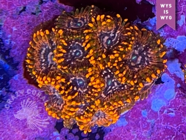 Zoanthus Utter Chaos